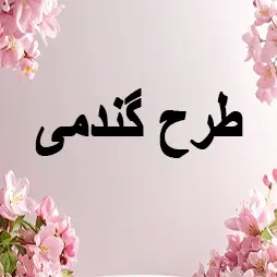 طرح گندمی